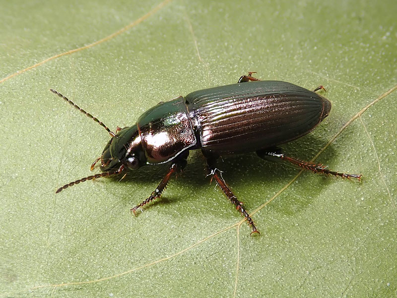 Carabo di Natale: Harpalus distinguendus